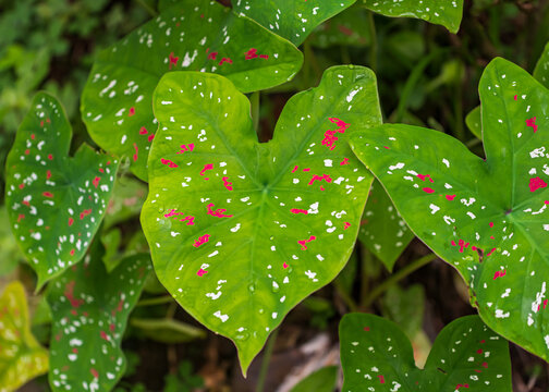 View of a Caladium plant (Caladium bicolor), which is also known as the heart of Jesus or Angel Wings (Cahuita, Province of Lim&ograve;n, Costa Rica).