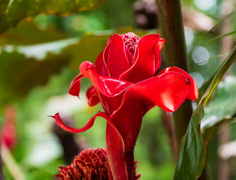  View of a bright red torch ginger flower (Etlingera elatior), which is also commonly called an emperor's torch or bast&oacute;n de emperado (Manzanillo. Province of Lim&ograve;n, Costa Rica).
