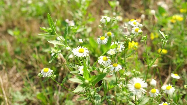 Wildflowers bloom in a sunny field with various colors and types during the day in spring