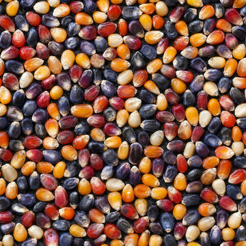 Multicolored flint corn seamless pattern with hyperreal kernels forming a rich autumn harvest mosaic