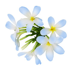 Blue plumeria flowers isolated on white. Tropical plant © New Africa