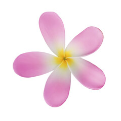 Pink plumeria flower isolated on white. Tropical plant © New Africa