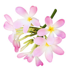 Pink plumeria flowers isolated on white. Tropical plant © New Africa