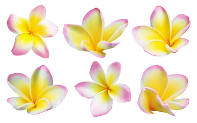 Pink plumeria flowers isolated on white, set. Tropical plant © New Africa