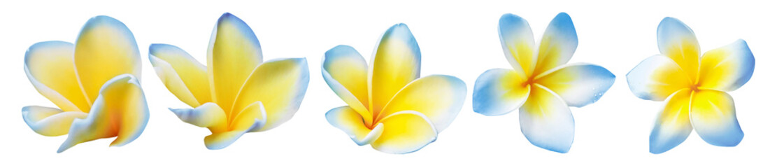 Blue plumeria flowers isolated on white, set. Tropical plant © New Africa