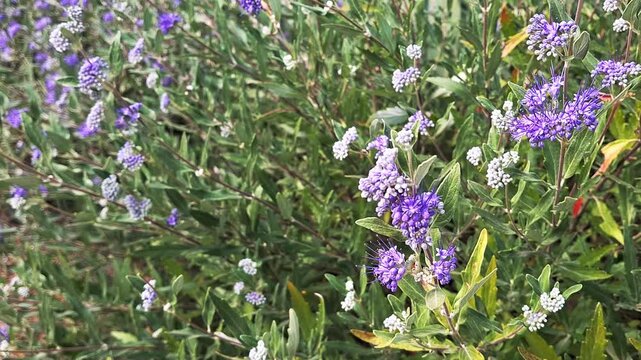 Wildflowers bloom in a garden during spring with purple and white flowers in sunlight