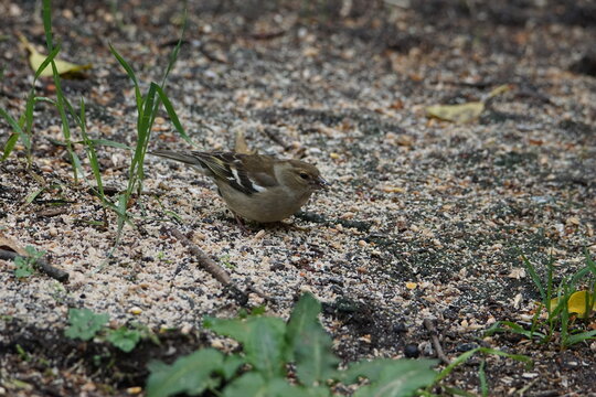 Female chaffinch foraging on the woodland floor at Kirroughtree Forest, Dumfries and Galloway, Scotland, UK