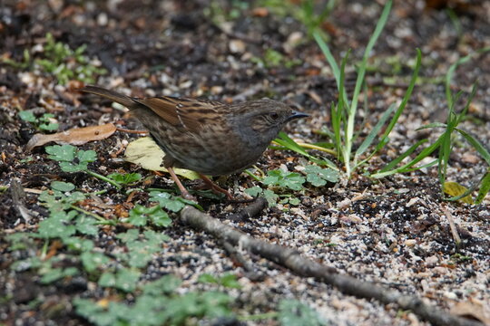 Dunnock (Prunella modularis) foraging on the woodland ground in Kirroughtree Forest, Dumfries and Galloway, Scotland, UK