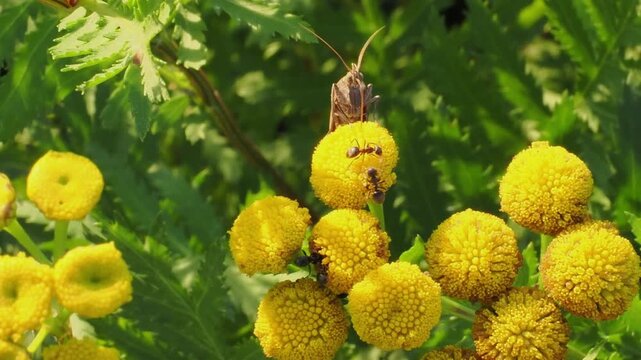 Dynamic macro video capturing a moth landing on Tanacetum vulgare flower heads while surrounding ants attack and force the insect to take flight