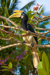 Hornbill bird perching on a branch of a tropical tree © Ankor light