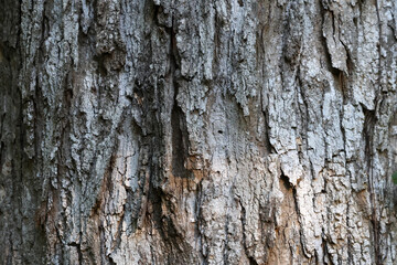 Obraz premium Rough Gray and Brown Tree Bark Texture on Mature Tree Trunk