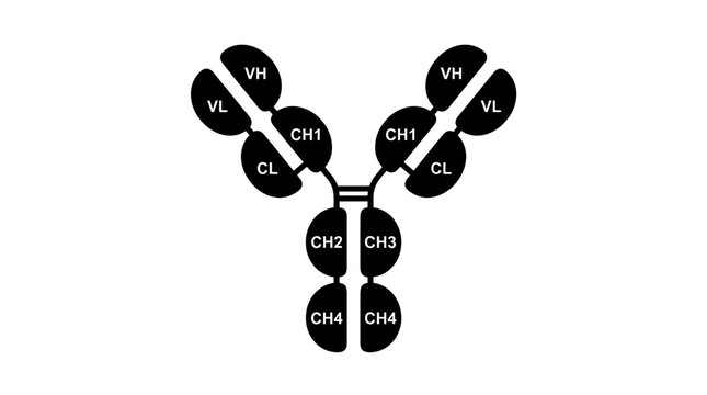 Antibody molecule diagram black silhouette on a white background
