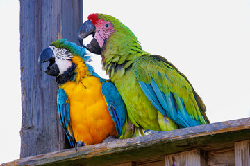 Deux aras colorés perchés côte à côte sur une structure en bois. © InestDjo