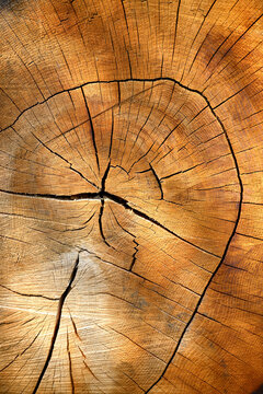 old wood texture