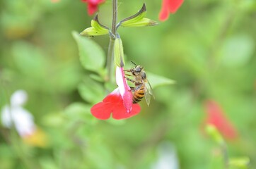 Honey bee feeding on a flower  © Victor dos Santos