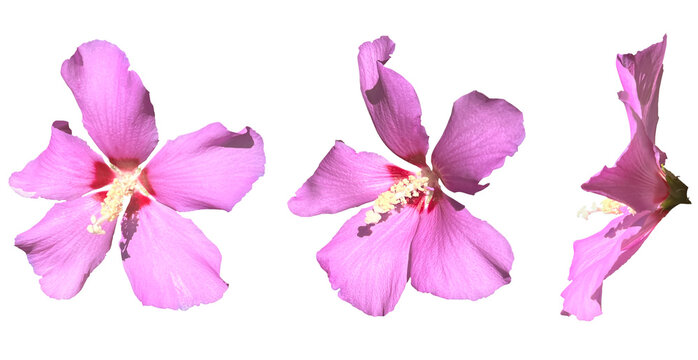Pink flower isolated on transparent background. Rose of Sharon (Hibiscus syriacus) or althea flowers macro cut-outs set of three.