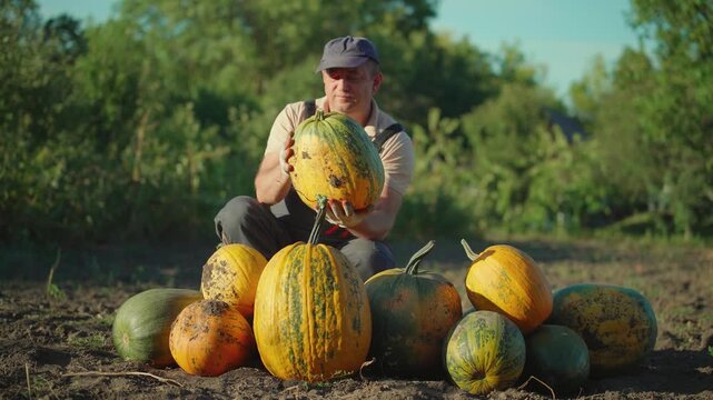 A gardener n gray overalls inspects and holds a large pumpkin while surrounded by various harvested pumpkins in a sunny field with green trees in the background