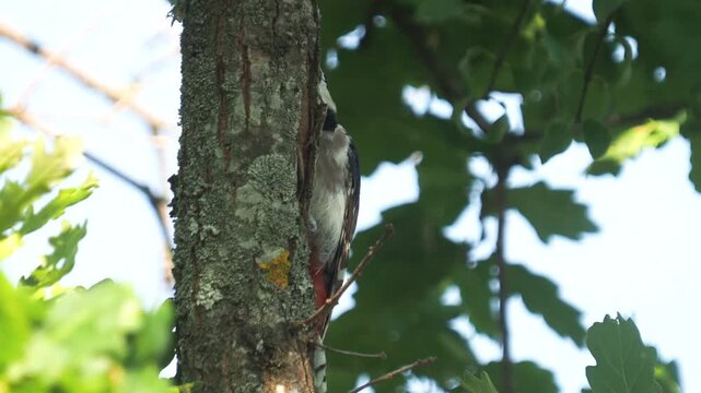 Great spotted woodpecker (Dendrocopos major) male on oak tree in summer