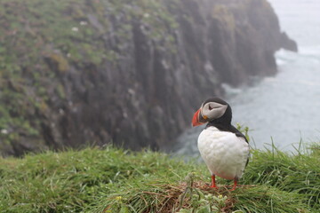 atlantic puffin or common puffin © Olek