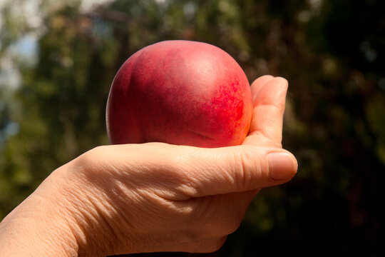 Girl Holding Peach