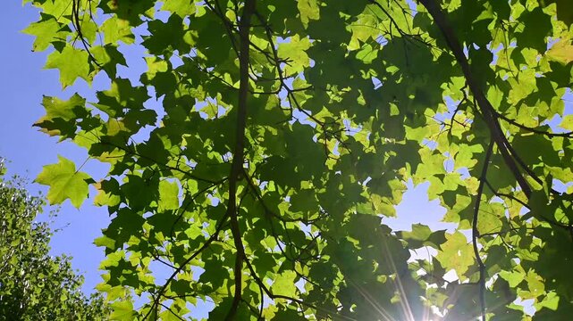 Authentic looking up fall foliage, bright golden light, motion leafs moving light and shadow, b roll, copy space