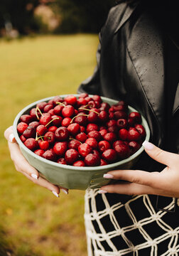 cherry picking season for the winter