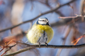 Cute bird, Eurasian blue tit, songbird sitting on a branch without leaves in the autumn or winter © Dmitrii Potashkin