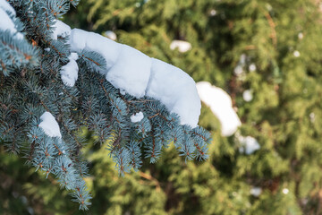 Green fir branches in winter covered with snow © Dmitrii Potashkin