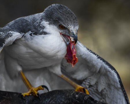 Variable Hawk Geranoaetus polyosoma close up feeding on meat prey red backed hawk raptor bird of prey in wild nature wildlife photography macro shot