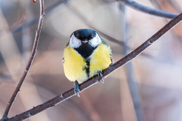 Cute bird Great tit, songbird sitting on a branch without leaves in the autumn or winter. © Dmitrii Potashkin