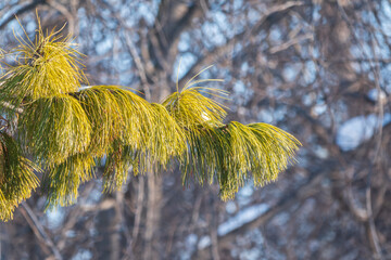 Cedar branches with long fluffy needles with a beautiful blurry background. © Dmitrii Potashkin