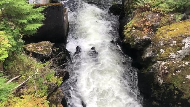 Wild Salmon Jumping Upstream During Salmon Run in Ketchikan, Alaska, in Early September