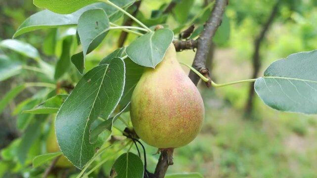 Ripe pear hanging from a tree branch