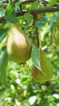 Ripe pears hanging on tree branch