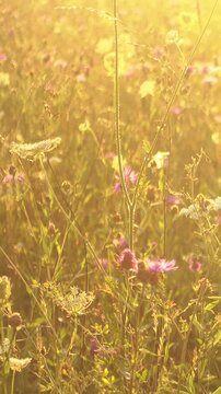 Golden sunlight over blooming wildflower meadow