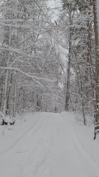 Walking trail through a snowy forest in winter