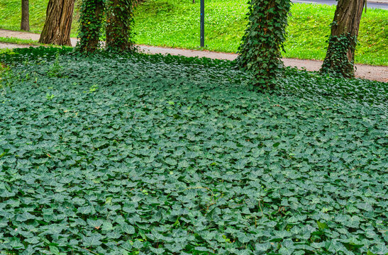 Views in the city park at the end of the fading summer.