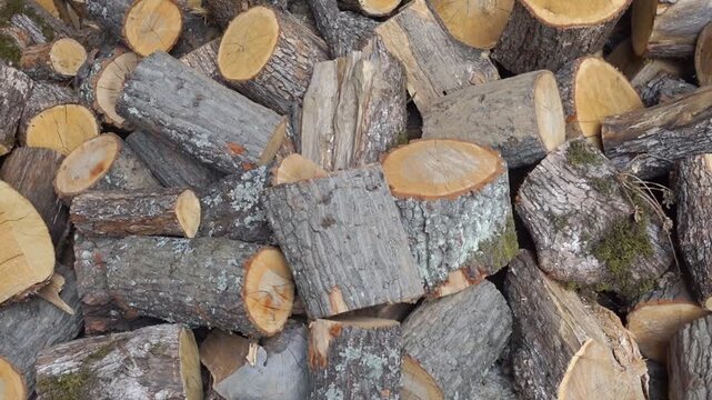 Close-up of freshly cut firewood logs and branches