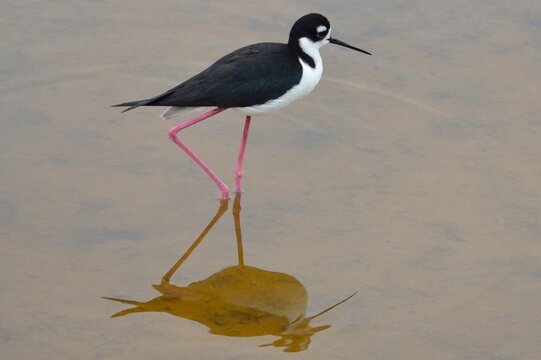 Black-necked stilt wading through a shallow lagoon with clear reflection, Isla Isabela, Galapagos