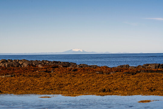 Golden kelp reef and distant snow capped glacier volcano over blue ocean horizon in Akranes Iceland