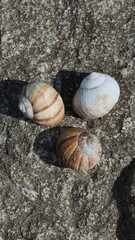 snail on the road © Vitalii Smetanin 