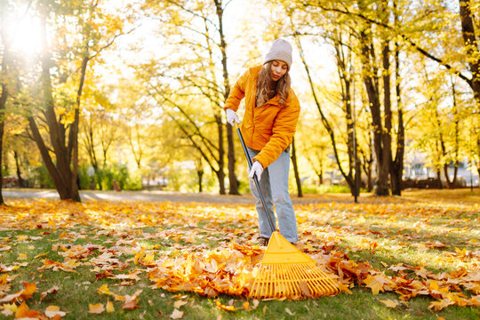 Young female volunteer works with a rake in a park covered in yellow leaves. Woman with a yellow rake gathers fallen leaves at sunset. Concept of ecology, cleanup, and the changing seasons.