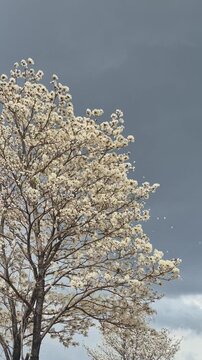 V&iacute;deo de um ip&ecirc; branco florido balan&ccedil;ando com o vento e algumas flores voando e outro ip&ecirc; ao fundo.