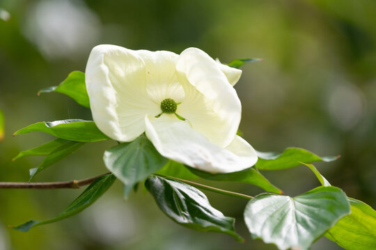 Close up of a venus dogwood (cornus x elwinortinii Venus) flower blooming in the garden