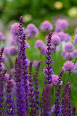 Fototapeta premium Purple sage (Salvia) and chive (Allium schoenoprasum) blooming in a spring garden