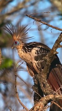 Hoatzin Bird Perched on Tree Branch in Nature