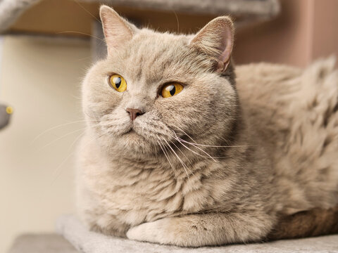 Fluffy gray cat lounges atop cat tree perch. Soft fur and bright eyes capture calm moment. Warm lighting highlights cozy indoor setting. Perfect for pet-related content or home decor themes