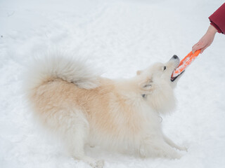 Fototapeta premium A Samoyed dog plays with a puller on a winter walk.