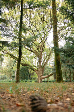 Botanical landscape at Kyoto Gyoen National Garden featuring giant tree and tranquil atmosphere, Kyoto, Japan 