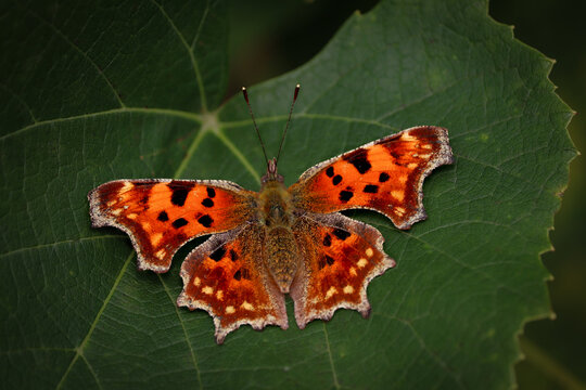 A close-up of an orange butterfly (Polygonia c-album) on a green vine leaf